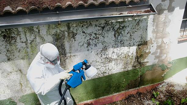 Trusted Mold Testing service in Douglas, MI - Cheap Mold Removal